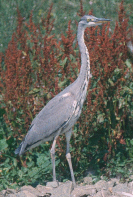 Heron