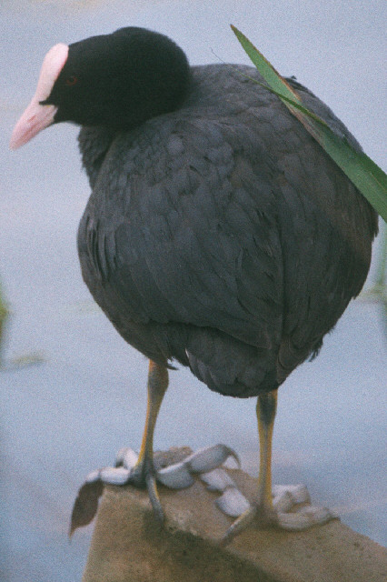 Coot