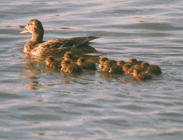 Ducklings