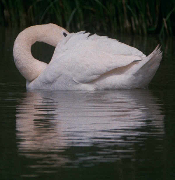 Swan