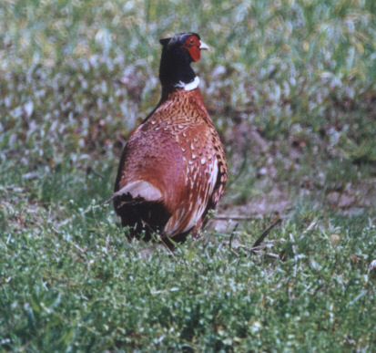 Pheasant