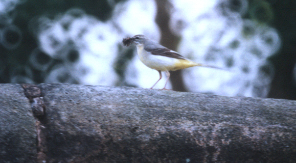 GreyWagtail