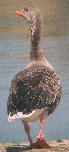 Greylag Goose