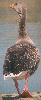 Greylag Goose