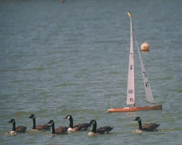 Canada Geese with boat