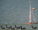 Canada Geese