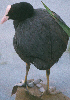 Coot