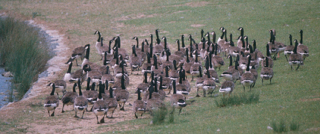 Canada Geese flock