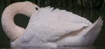 Mute Swan
