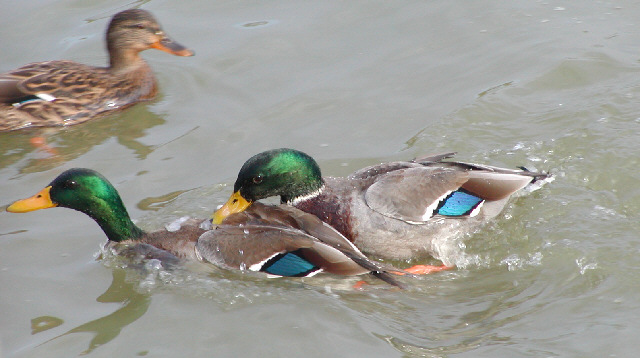 Mallard squabble