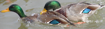 Mallard