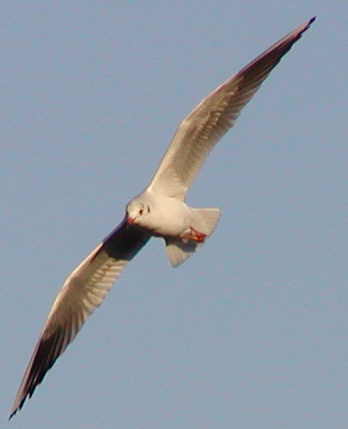 Black Headed Gull