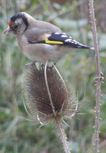 Goldfinch on teasel in garden
