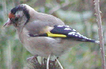 Goldfinch