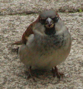 House Sparrow