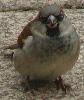 House Sparrow
