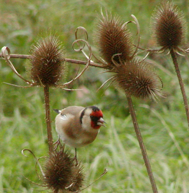 Goldfinch on teasel in garden
