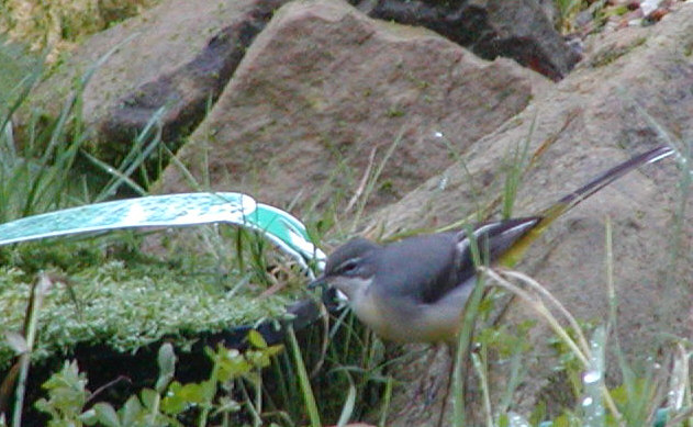 Grey Wagtail in garden