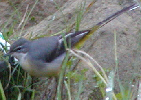Grey Wagtail