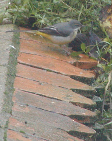 Grey Wagtail in garden