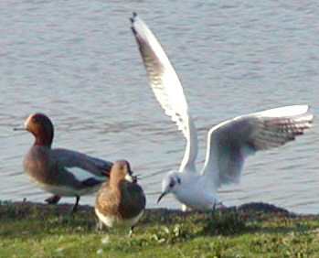 Wigeon