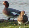 Wigeon