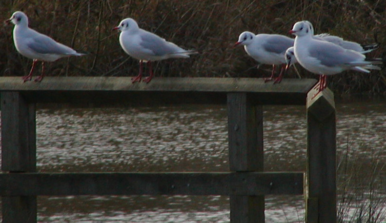 Black Headed Gull
