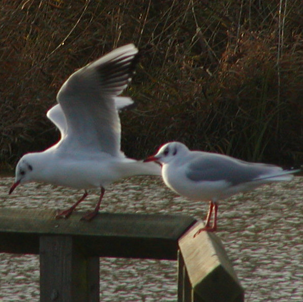 Black Headed Gull