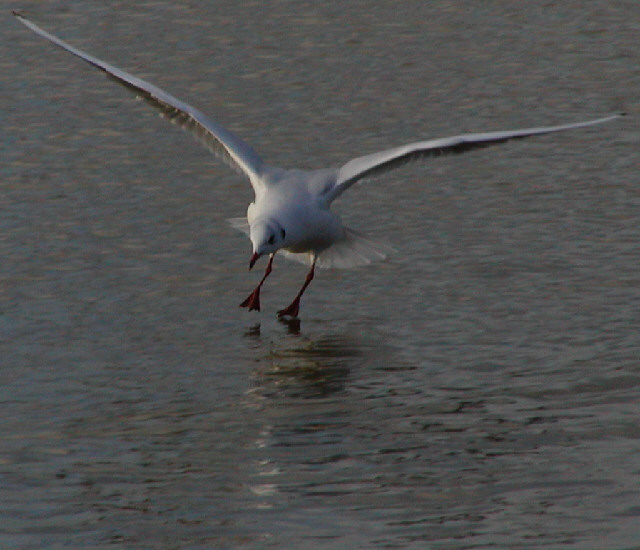 Black Headed Gull