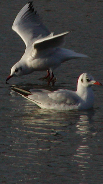 Black Headed Gull