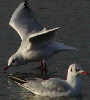Black Headed Gull