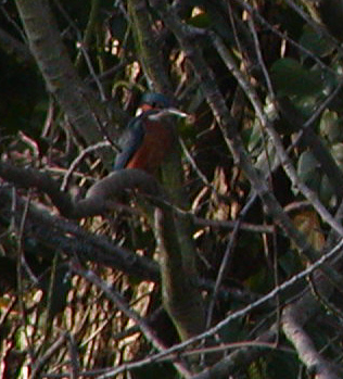 Kingfisher