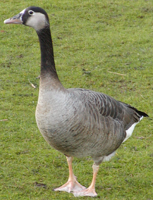 Canada Greylag cross