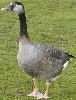 Canada Greylag cross