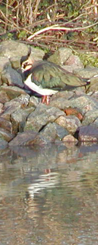 Lapwing