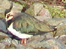 Lapwing