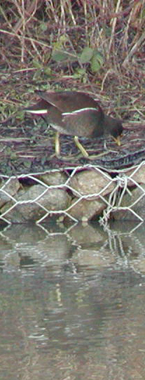 Moorhen