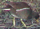 Moorhen