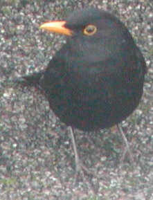 Blackbird