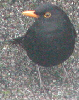 Blackbird