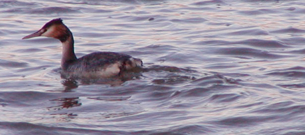 Great Crested Grebe