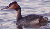 Great Crested Grebe