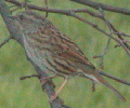Dunnock
