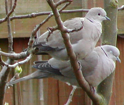 Collared Dove in my garden