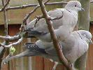 Collared Dove