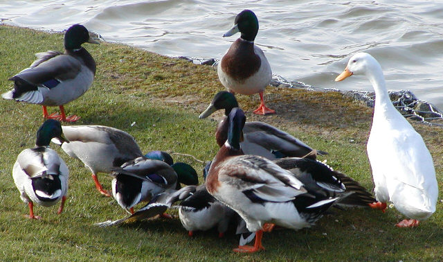 Mallard mating frenzy