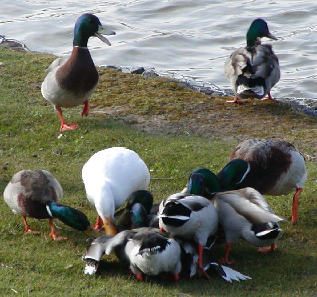 Mallard mating frenzy