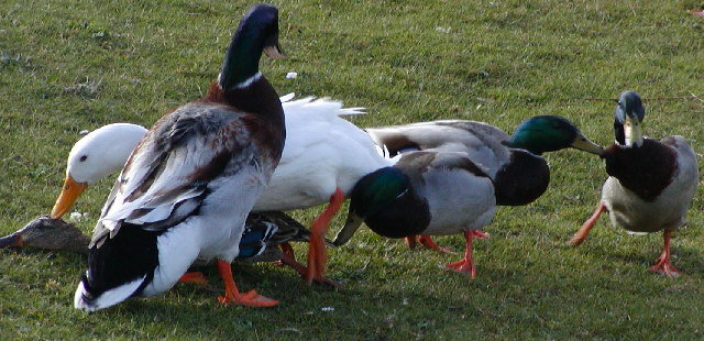 Mallard mating frenzy