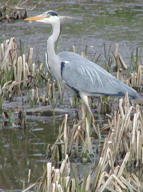Heron in reeds
