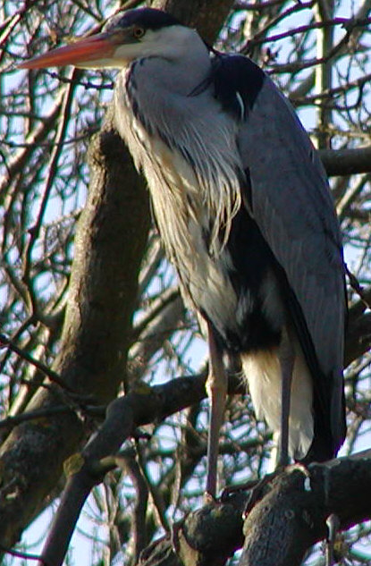 Heron in tree